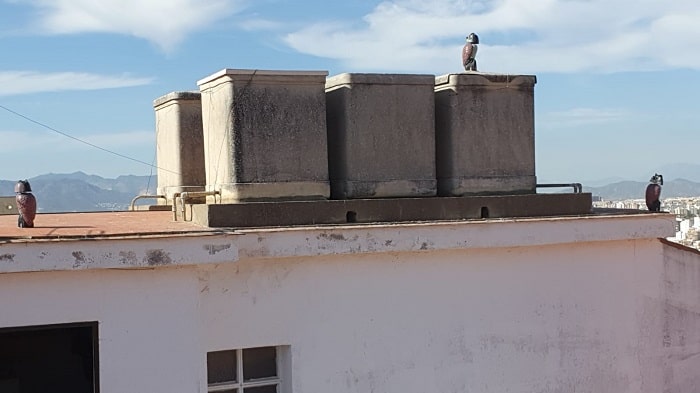 Trabajo realizado: Instalación de buhos espantapájaros malaga