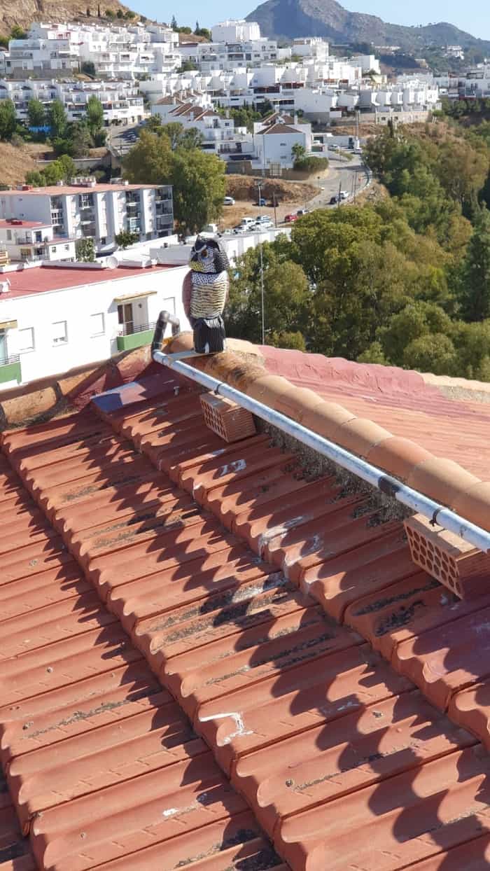Trabajo realizado: Instalación de buhos espantapájaros malaga